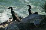 PICTURES/La Jolla Cove - Cormorants & Pelicans/t_BC8.JPG